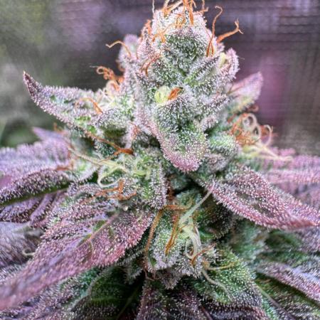 Barneys Farm Candy 🍭