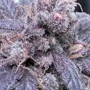 Barneys Farm candy 🍬