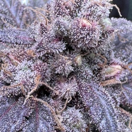 Barneys Farm candy 🍬
