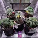 Barneys Farm Candy 🍭