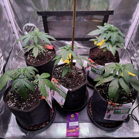 Barneys Farm Candy 🍭