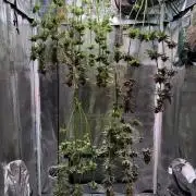 Barneys Farm Candy 🍭