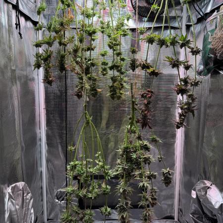 Barneys Farm Candy 🍭