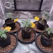 Barneys Farm candy 🍬