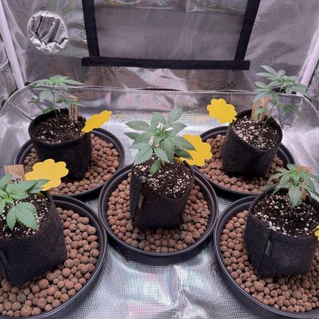 Barneys Farm candy 🍬