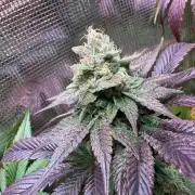 Barneys Farm Candy 🍭