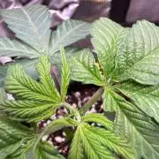 Barneys Farm candy 🍬