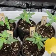 Barneys Farm candy 🍬