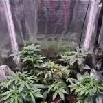 Barneys Farm Candy 🍭