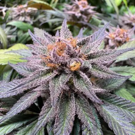 Gelato strains