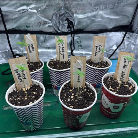 Barneys Farm candy 🍬