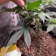 Barneys Farm candy 🍬