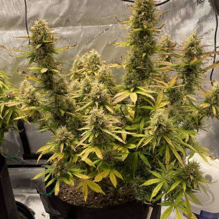 First Grow - Barney's Wedding Cake Auto