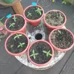 Fitorremediacion de cadmio con cannabis 