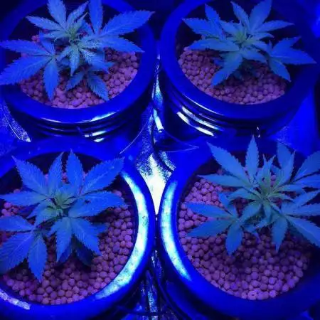 Nirvana DWC GenHydro