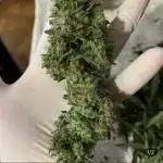 Gorilla Cookies Auto