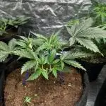 Hulk OG genetics fem