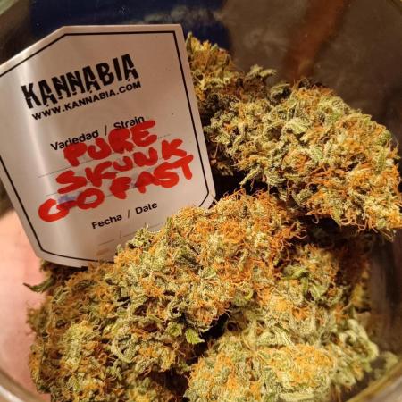 ✂️ Pure Skunk Go Fast ✂️ Kannabia Partner 