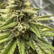 24/25 Grow 3.0