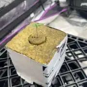 Plot of Land/Banana Purple Punch