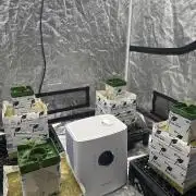 Plot of Land/Banana Purple Punch