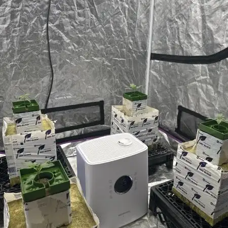 Plot of Land/Banana Purple Punch