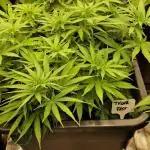 Think Fast grow fast