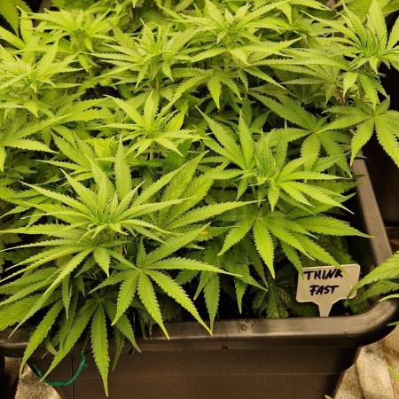 Think Fast grow fast