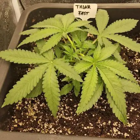 Think Fast grow fast