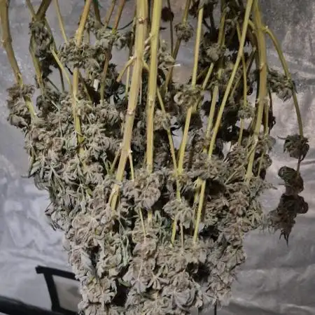 Critical Kush × 3
