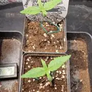 Projekt Permanent Marker 2x