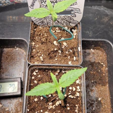 Projekt Permanent Marker 2x