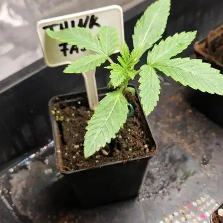 Think Fast grow fast