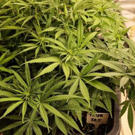 Think Fast grow fast