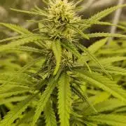 Projekt Permanent Marker 2x