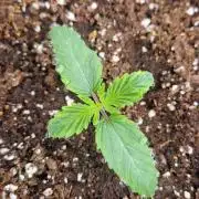 Wedding Cake Super Strains