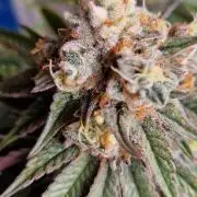 Wedding Cake Super Strains