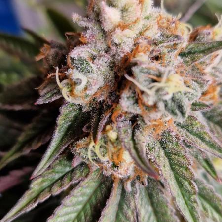 Wedding Cake Super Strains