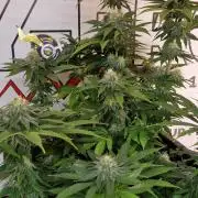 Wedding Cake Super Strains