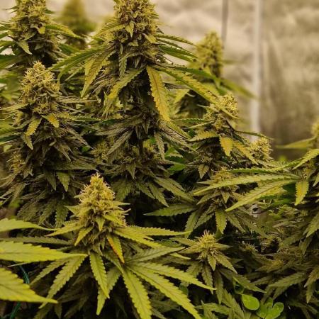 Projekt Permanent Marker 2x