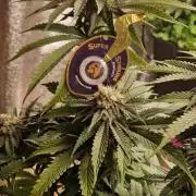 Wedding Cake Super Strains