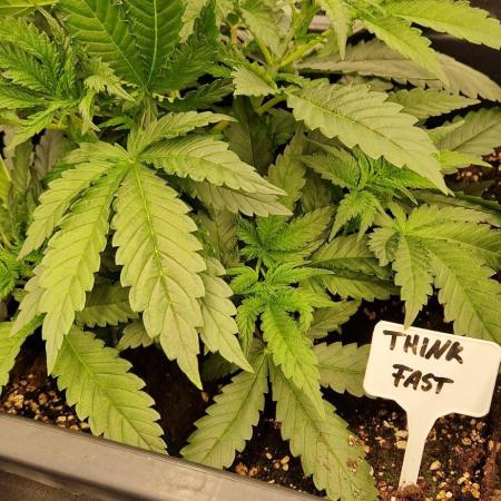 Think Fast grow fast