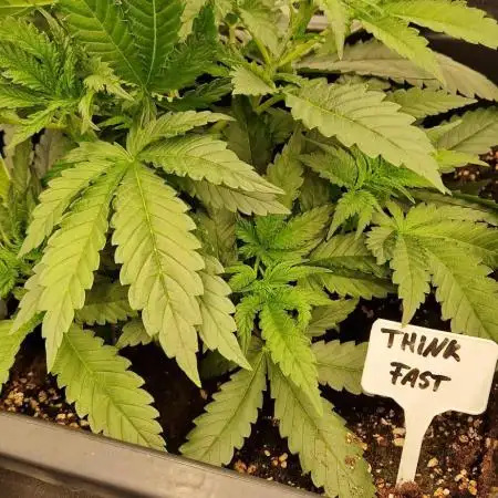 Think Fast grow fast