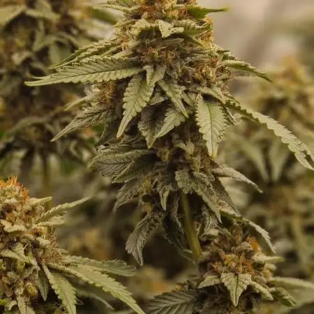 Critical Kush × 3