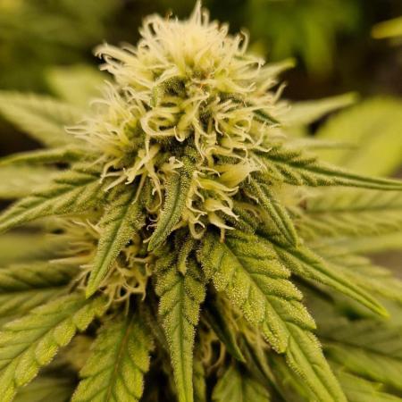 Projekt Permanent Marker 2x