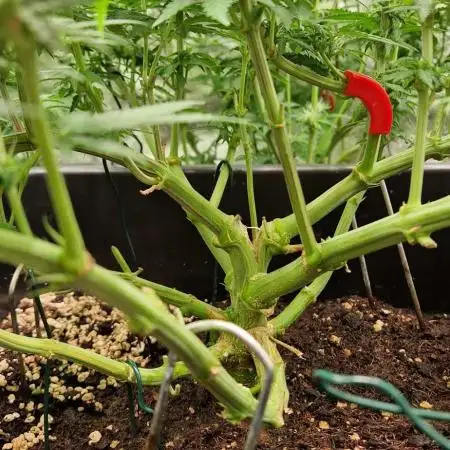 Think Fast grow fast