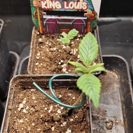 King Louis grow 2x