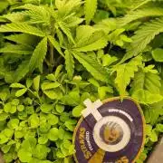 Wedding Cake Super Strains