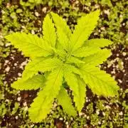 Projekt Permanent Marker 2x