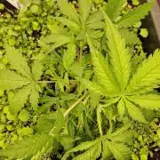 Projekt Permanent Marker 2x